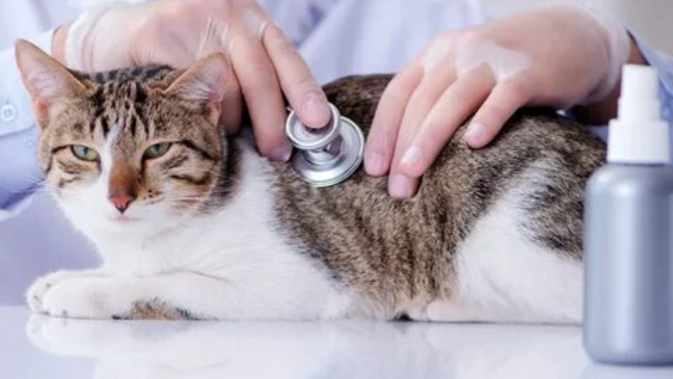 Tailored Protection: Finding the Best Pet Insurance for Cats