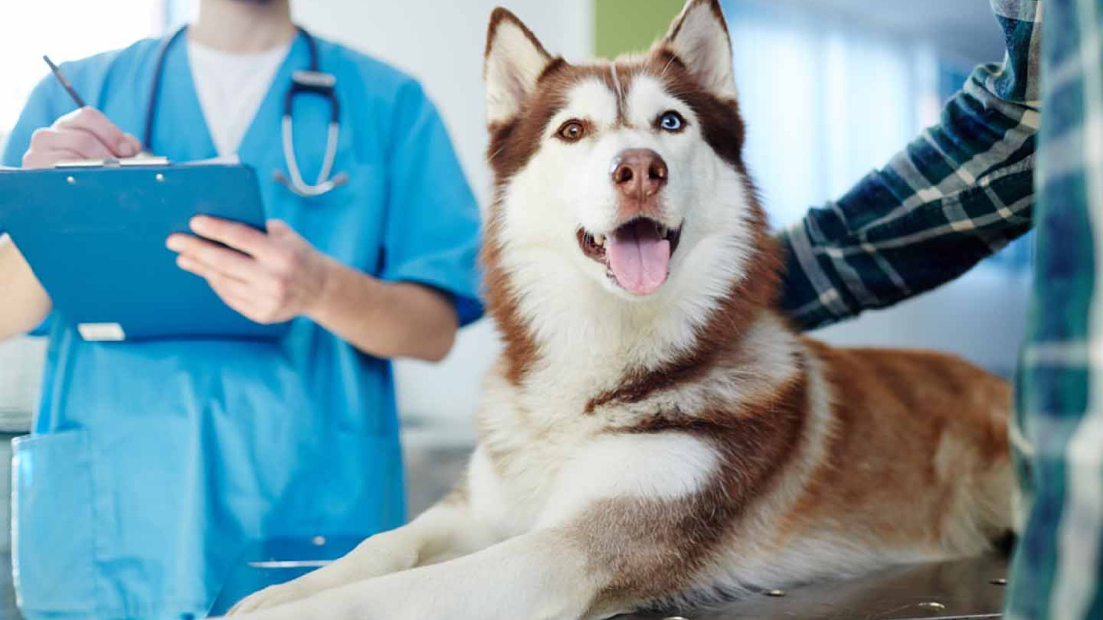 Ensuring Your Pet's Well-Being: The Importance of Pet Insurance