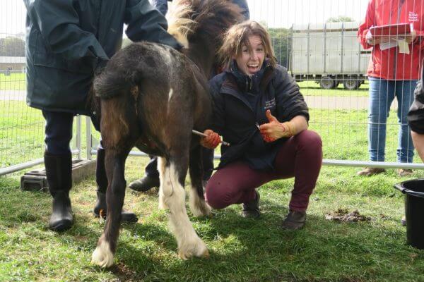 Can a Veterinary in Essex Treat Every Animal 