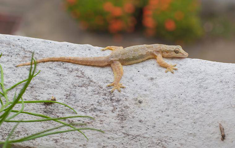  Keeping Lizards at Bay: Effective Control Strategies in Dubai