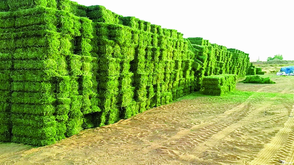  Alfalfa Hay: The Mighty Multi-Purpose Forage for Modern Agriculture