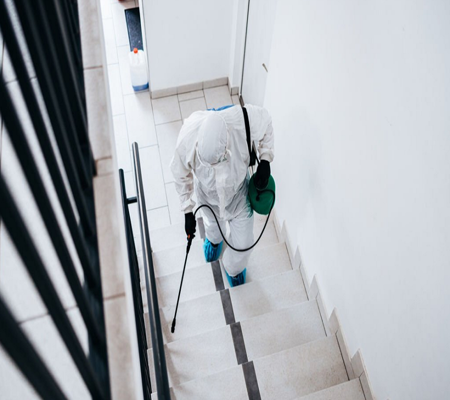 The Most Effective Wasp Control Methods for Australian Homes