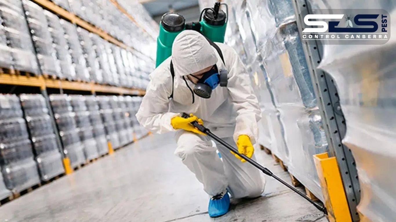Dealing with Bed Bugs in Dickson: What You Need to Know
