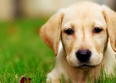 Get a Free Dog Poop Pick Up