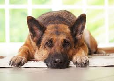 Winter is Here. Time to Get Doo Care’s Dog Poop Service