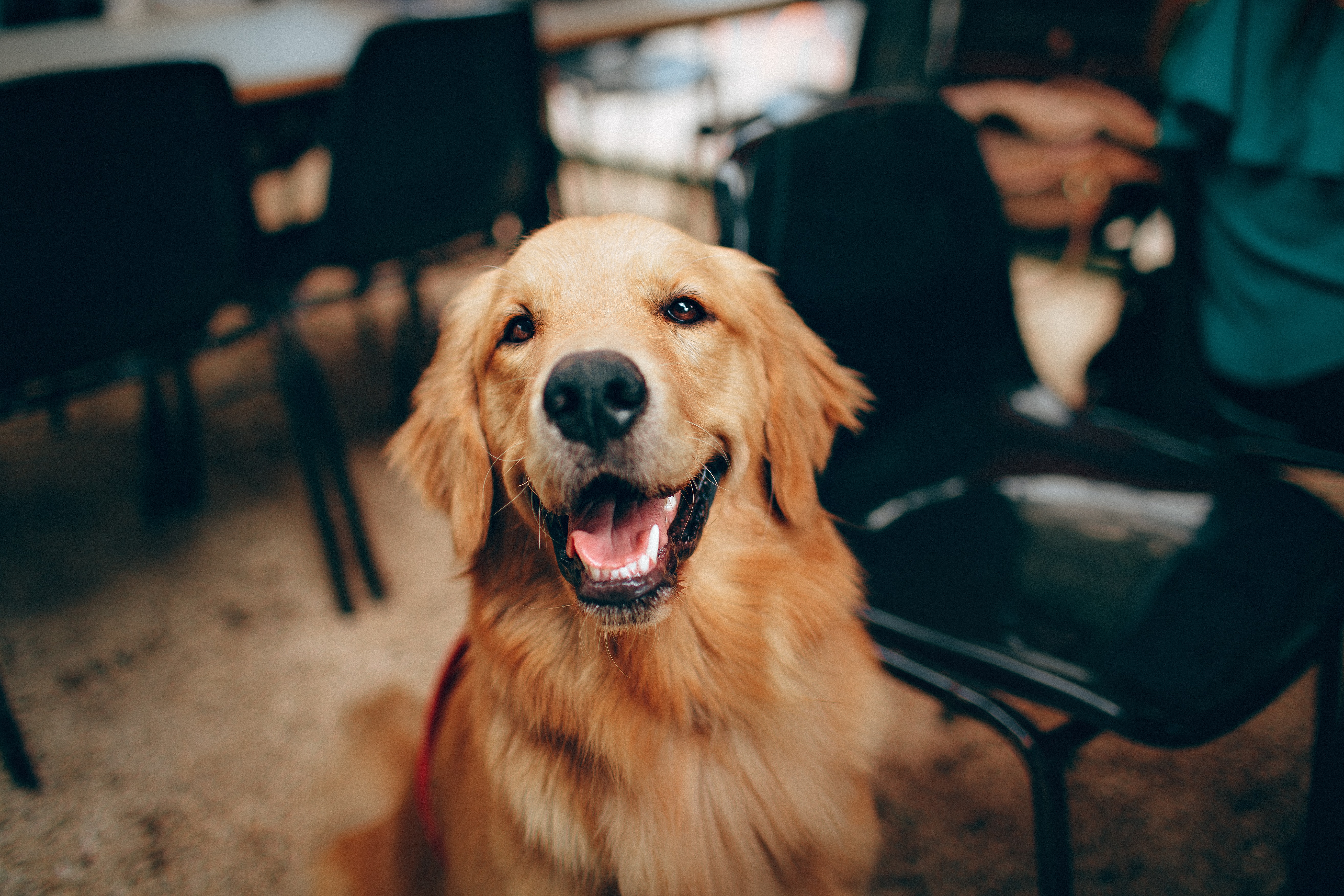 How Dog Daycare Improves Your Pups Behavior?