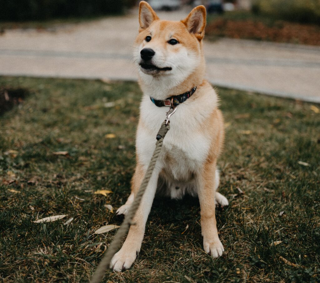 Career with Doocare| Apply for Jobs Now!