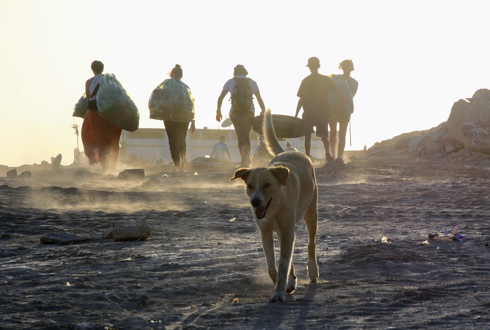 Are Pet Waste Removal Services Really Worth it?
