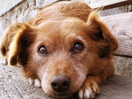 Free Month of Dog Poop Pickup Service