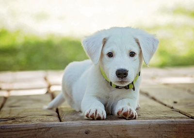 How Important is it to Groom Your Pets