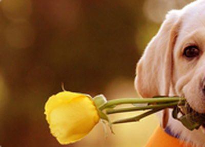 Dog Poop Pick Up Service Schaumburg