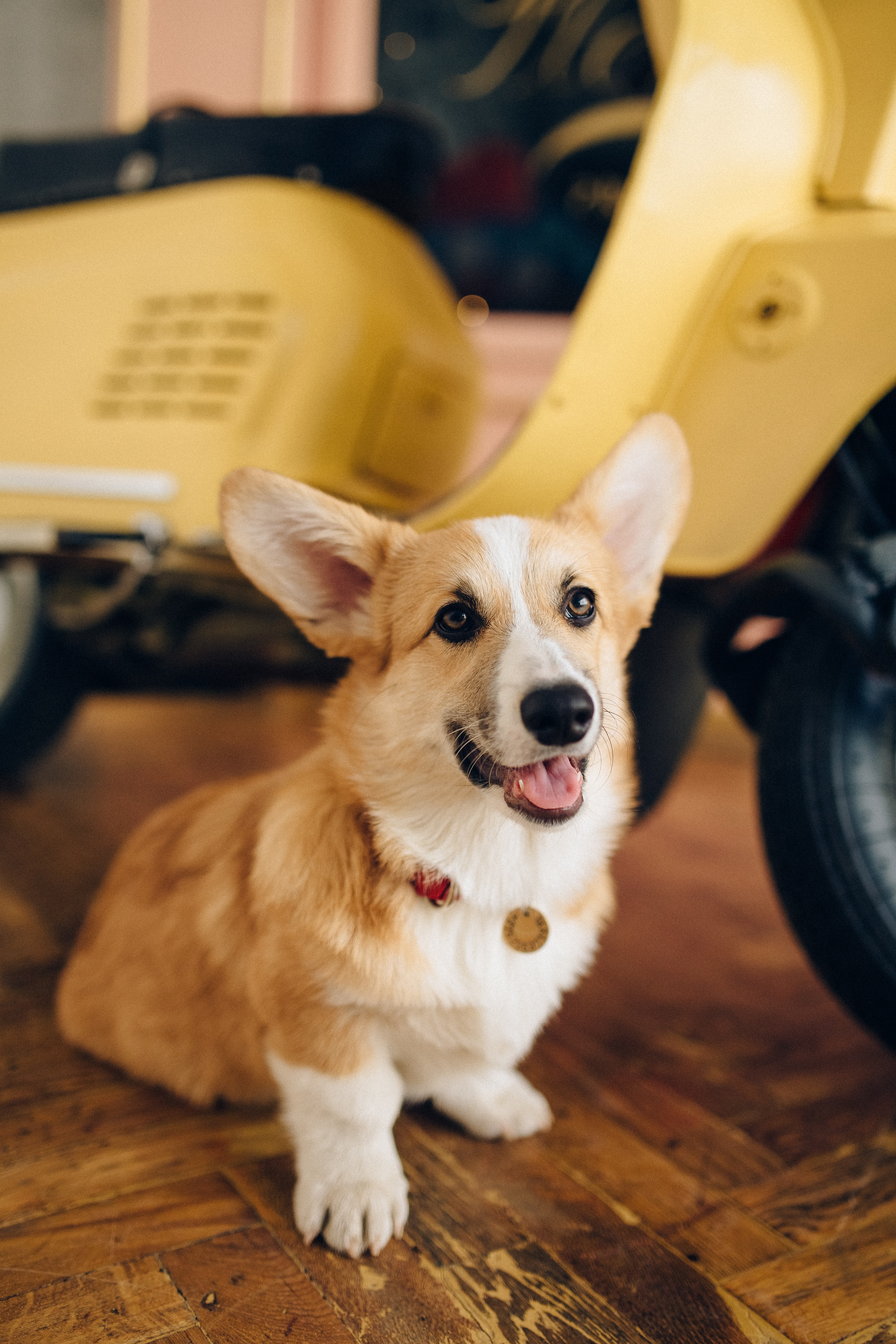 Doo Care Testimonials – Best Dog Poop Removal Service 