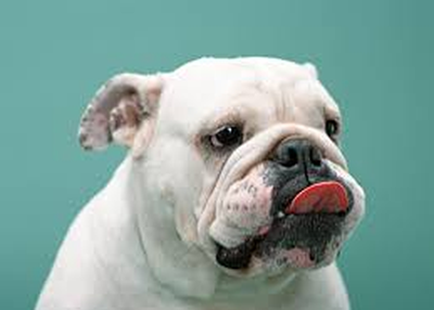 More Snow or a Big Melt?