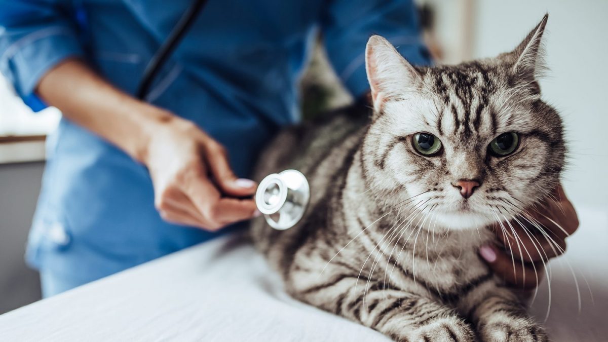 Companion Animal Diagnostic Market 2022 Top key Players and Analysis Report