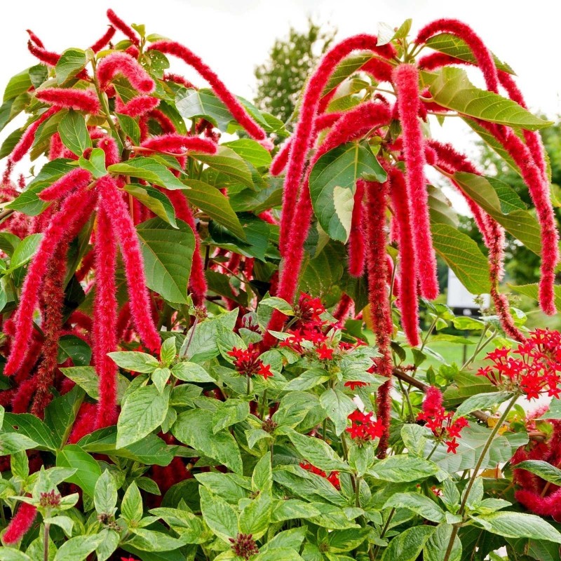 Amaranth Market Strategy, Segmentation Analysis and Forecast 