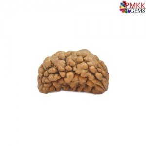 1 Mukhi Rudraksha: Unveiling the Mystical Powers of the Divine Bead