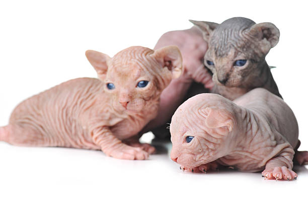 The Cute Charm of Bambino Cats: A Lovely Cat Breed by Sphynx World