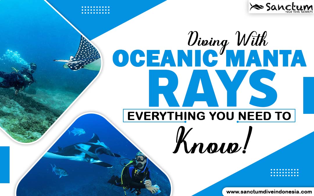 Diving With Oceanic Manta Rays: Everything You Need to Know!