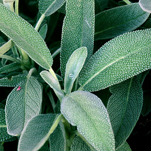 Exploring the Essence of Sage: India's Beloved Herb