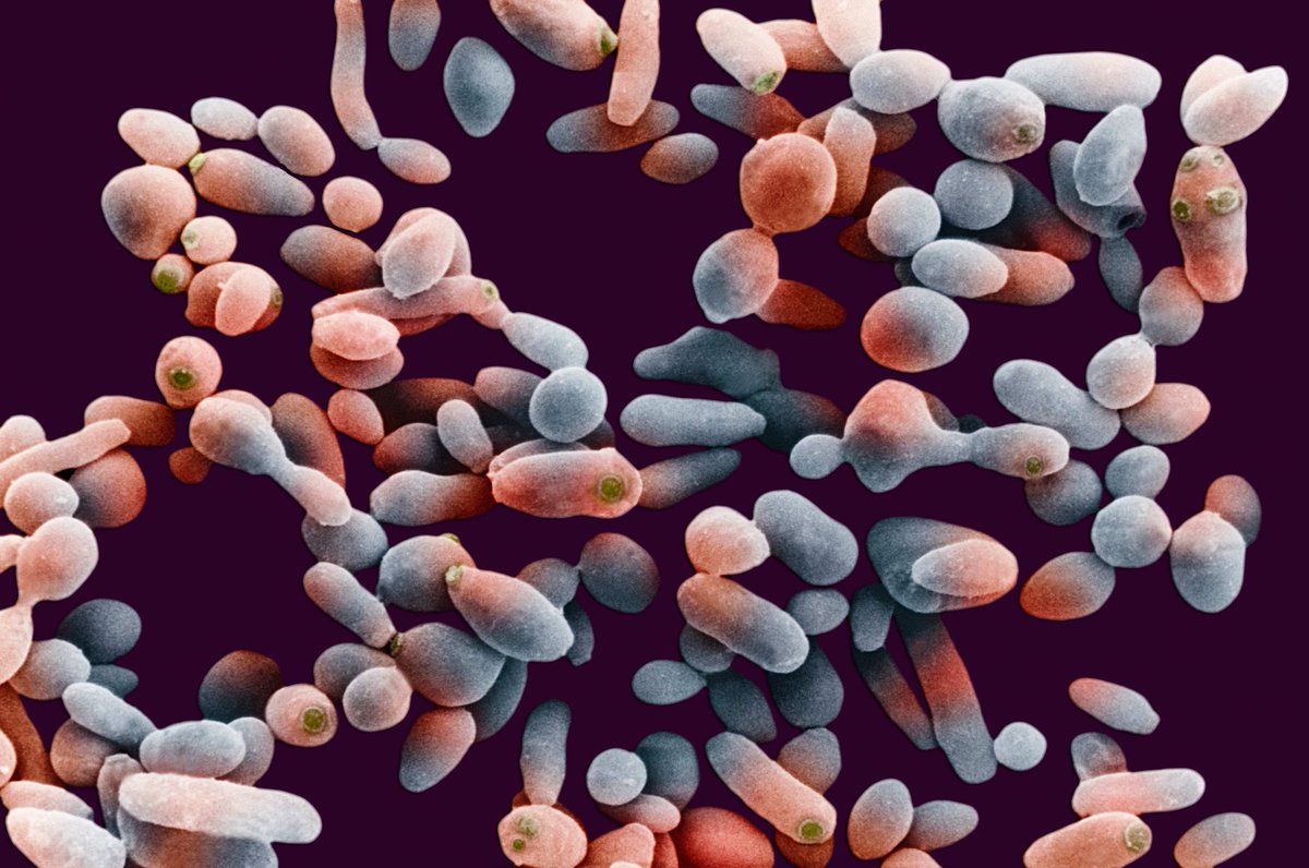 Candidiasis: Exploring Treatment Options