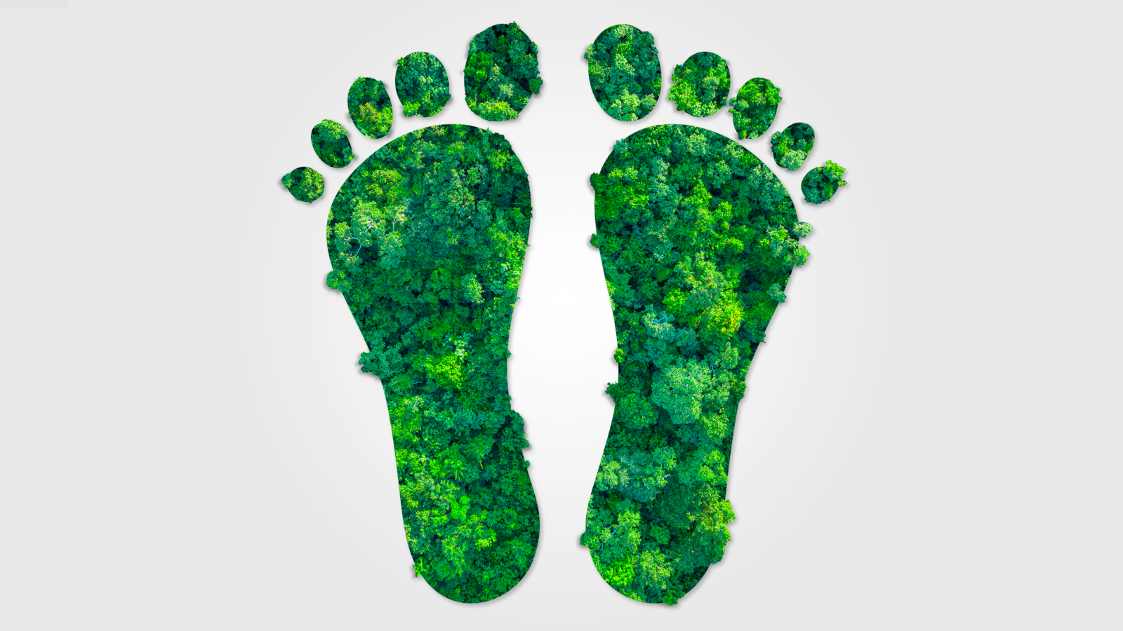 5 Easy Ways to Offset Your Carbon Footprint Today