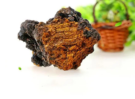 Exploring Chaga Extract's History of Use