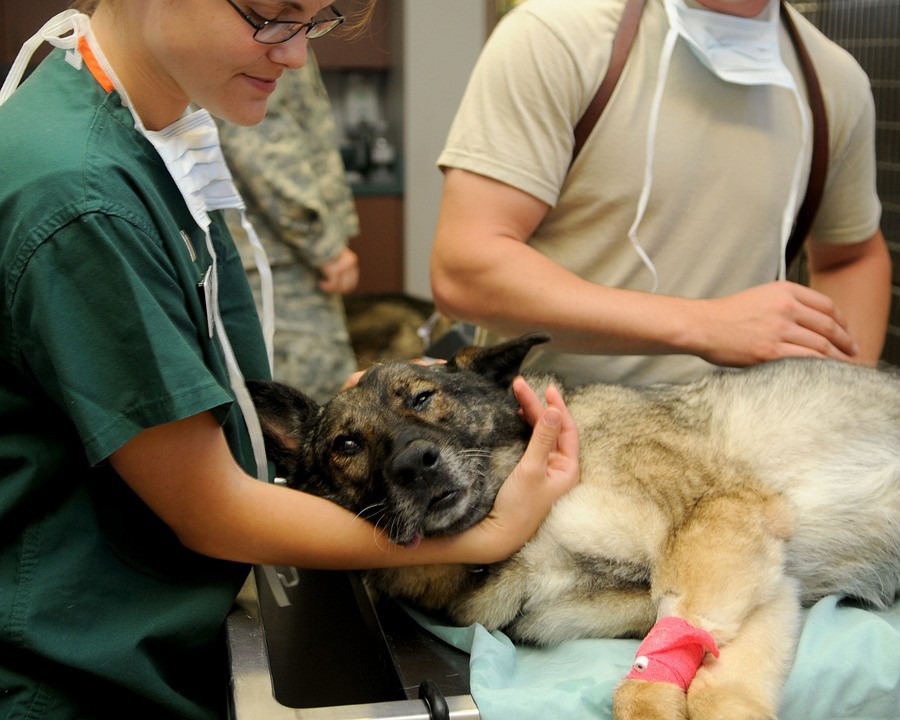 Veterinary services in Winnipeg
