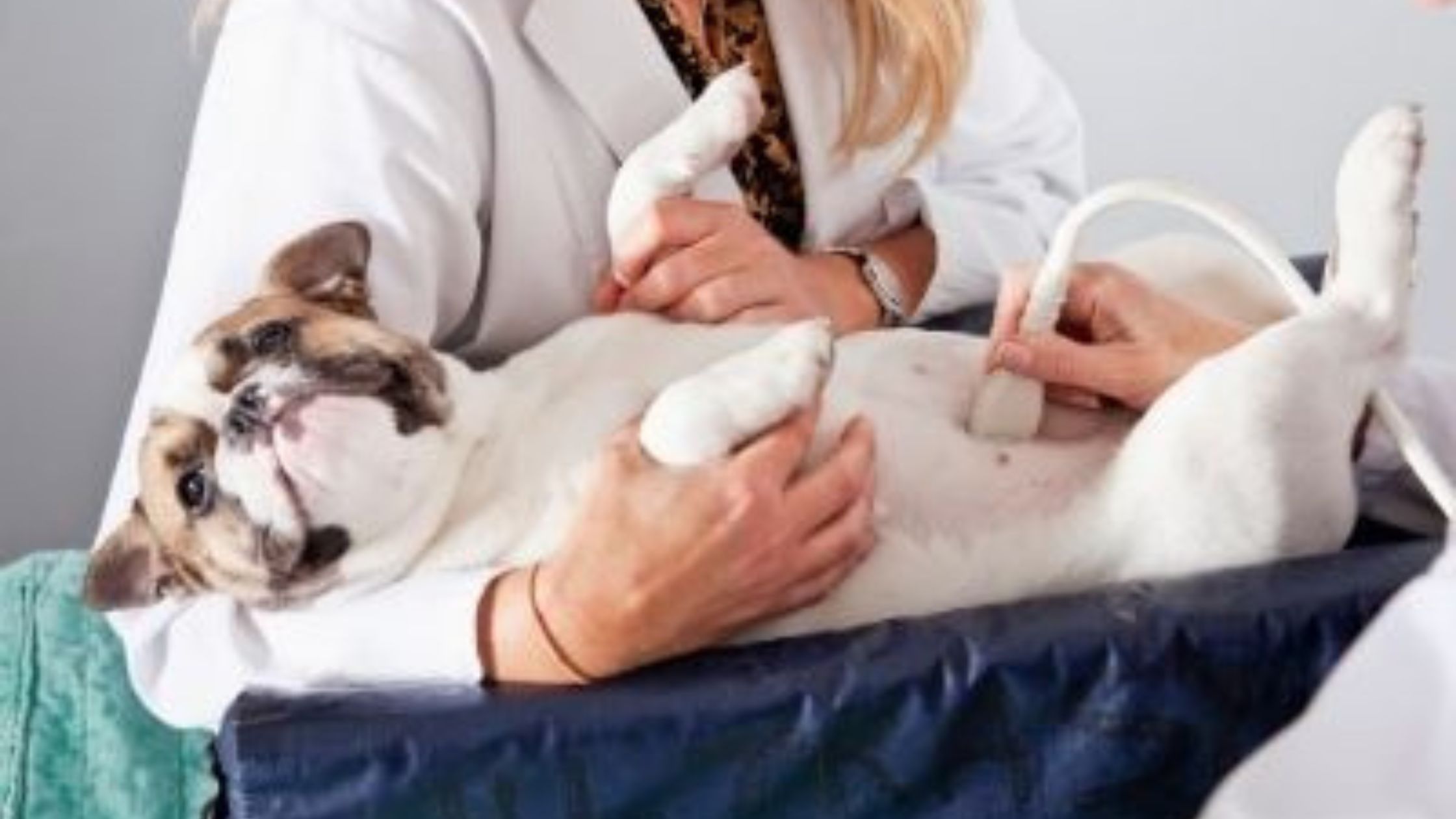 Wave of Pet Care Initiatives in NYC!
