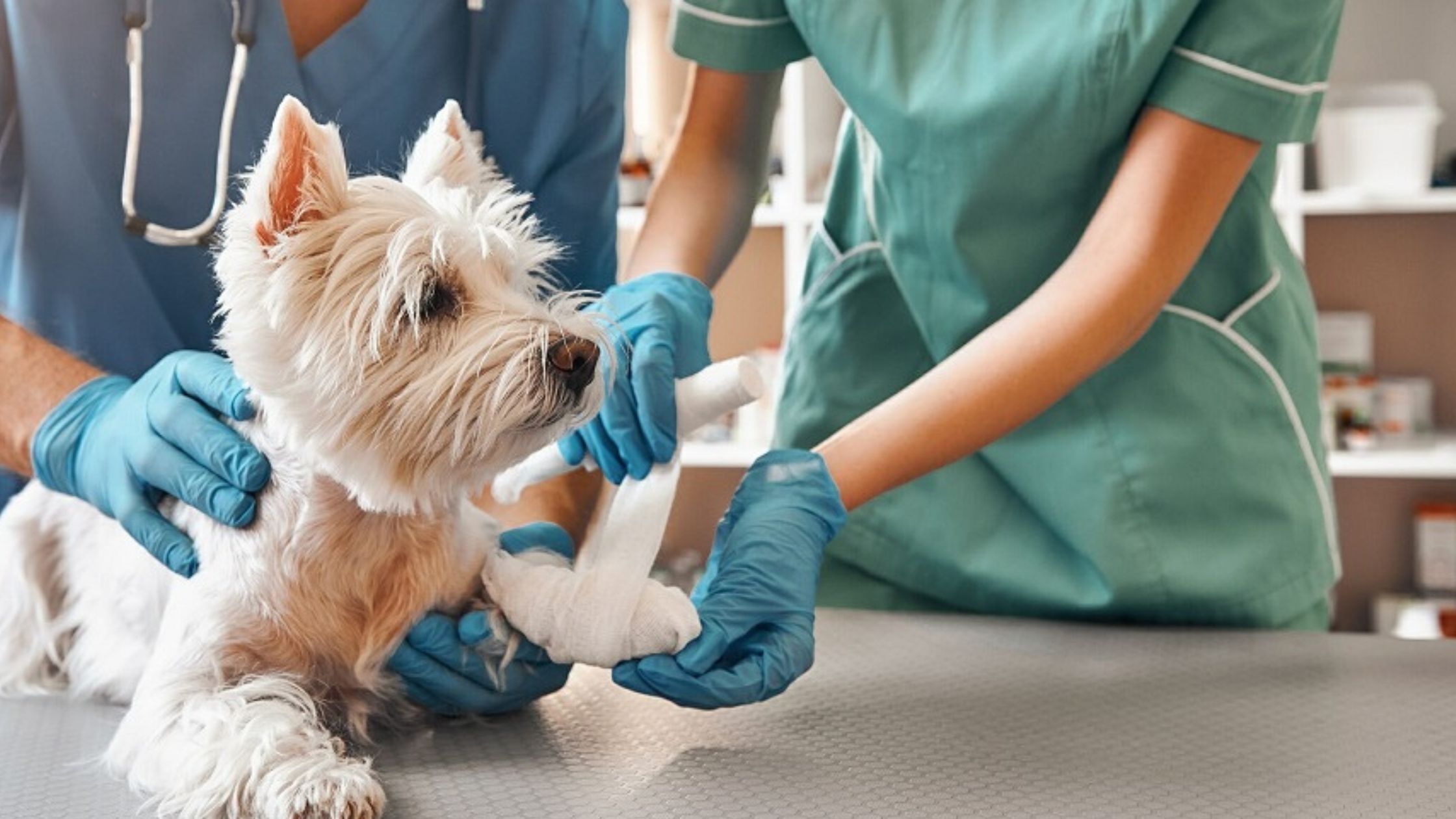 Emergency Veterinary Services In New York: What Every Pet Owner Should Know?