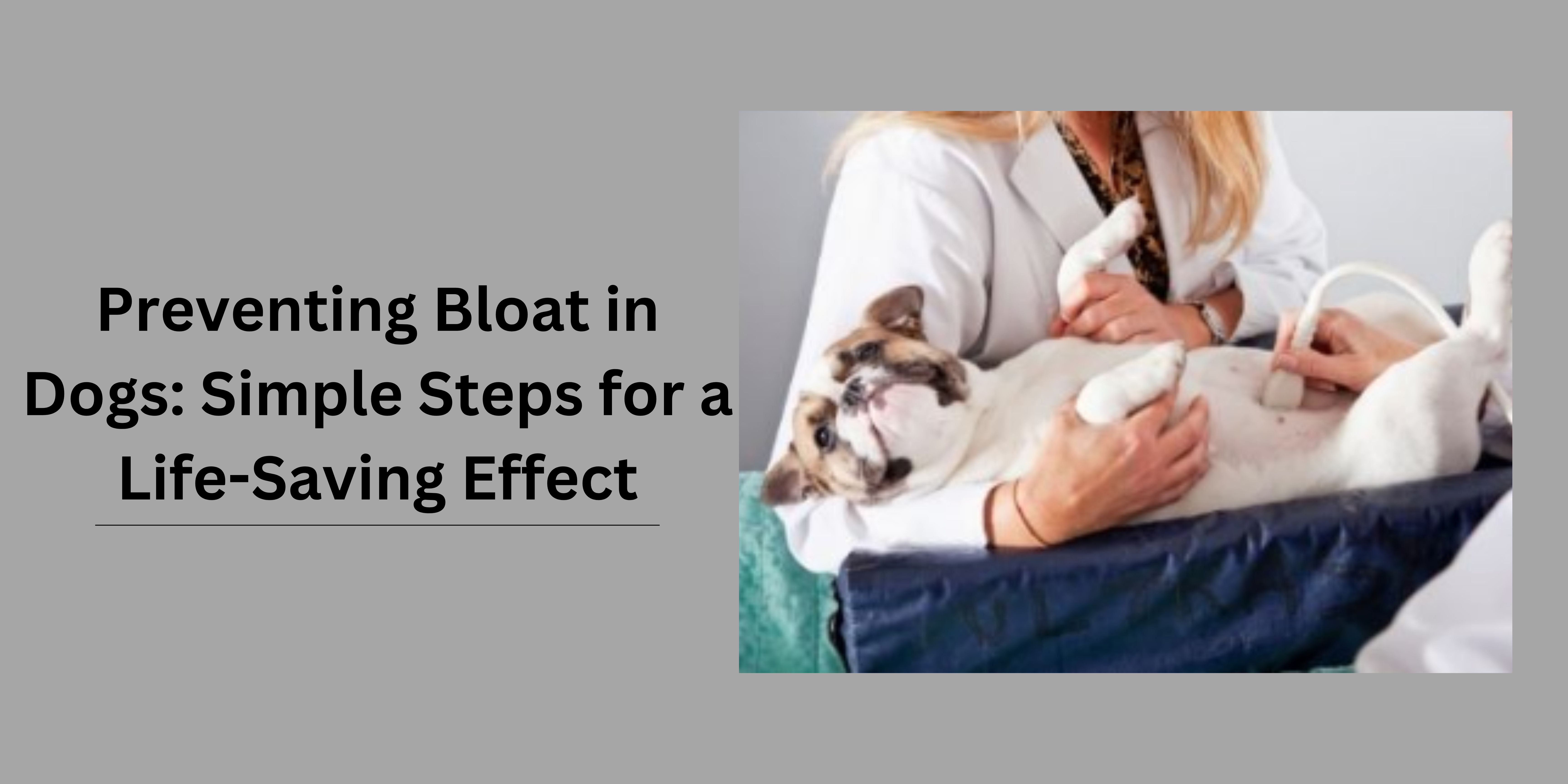 Preventing Bloat in Dogs: Simple Steps for a Life-Saving Effect