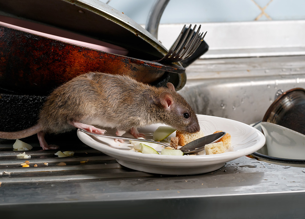 Rodents Extermination Service in Ohio