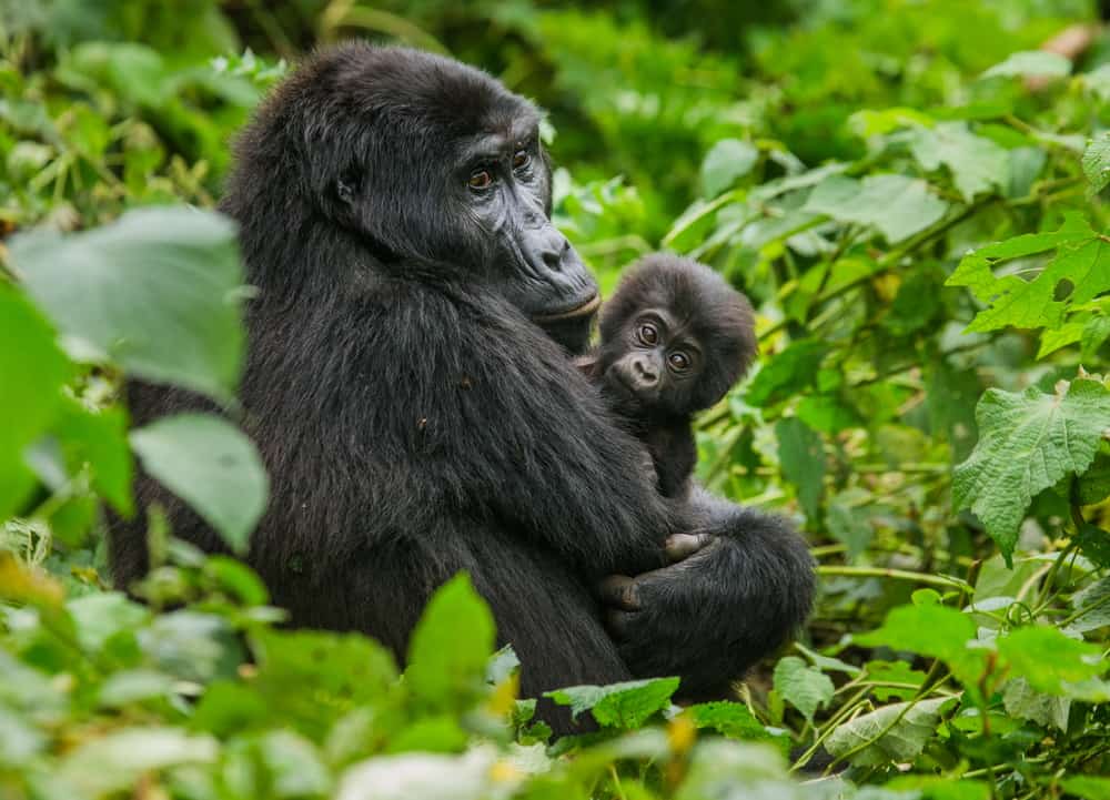 How to Spend More Time with Gorillas in Uganda