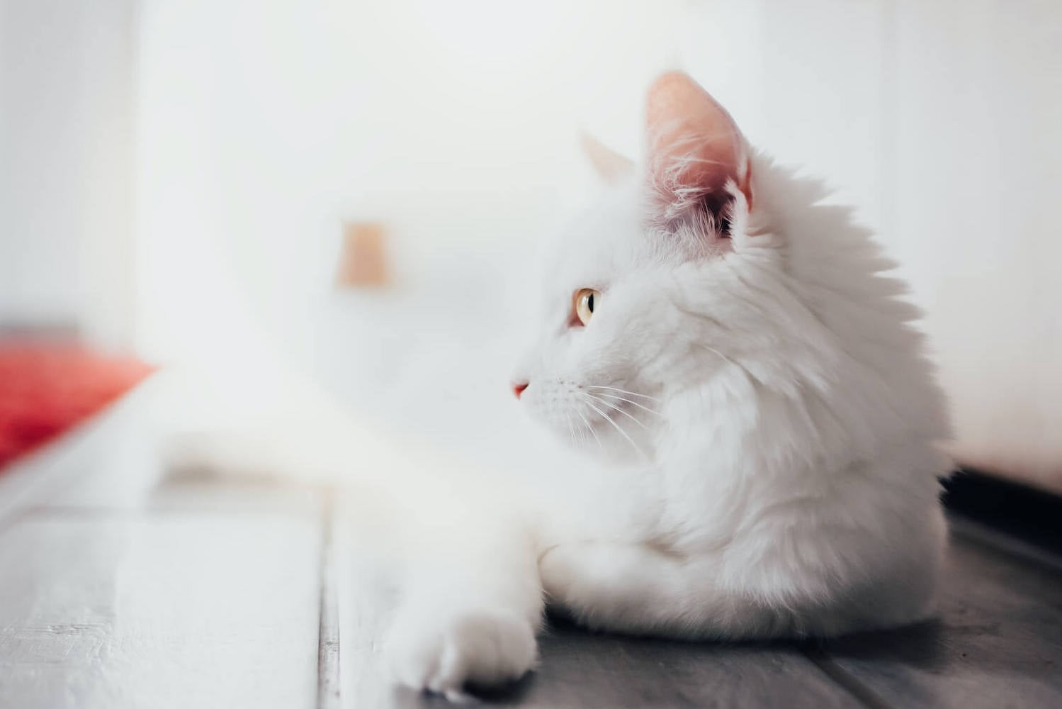 Dress to Impress: Unleashing the Magic of Pet Cat Clothes