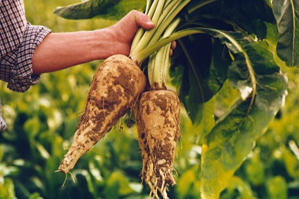 Chicory Roots Market Size, Share, Growth, Opportunities and Global Forecast to 2030