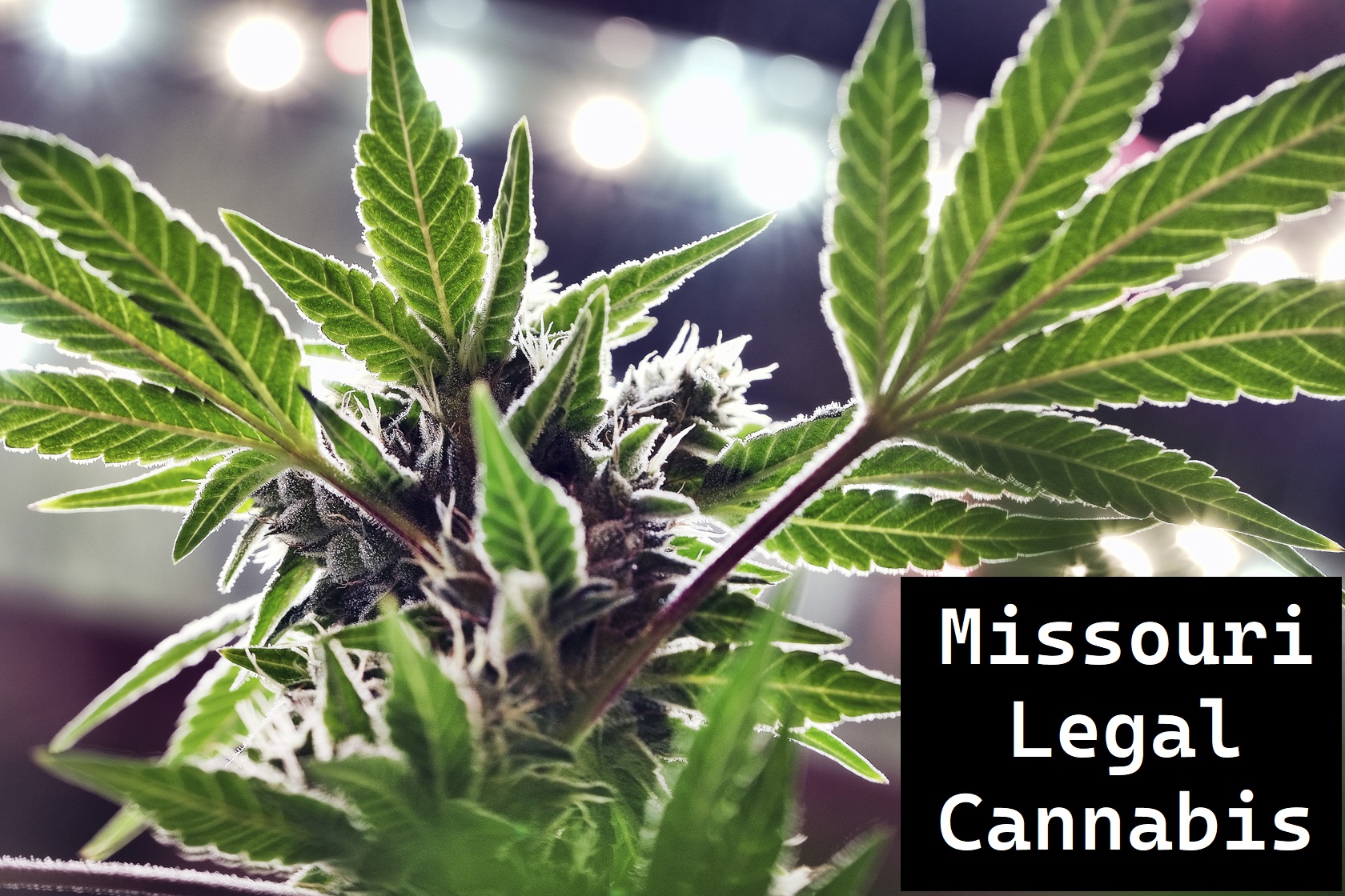 Missouri Legal Cannabis Market Demand Analysis, Statistics, Industry Trends And Investment Opportunities To 2030