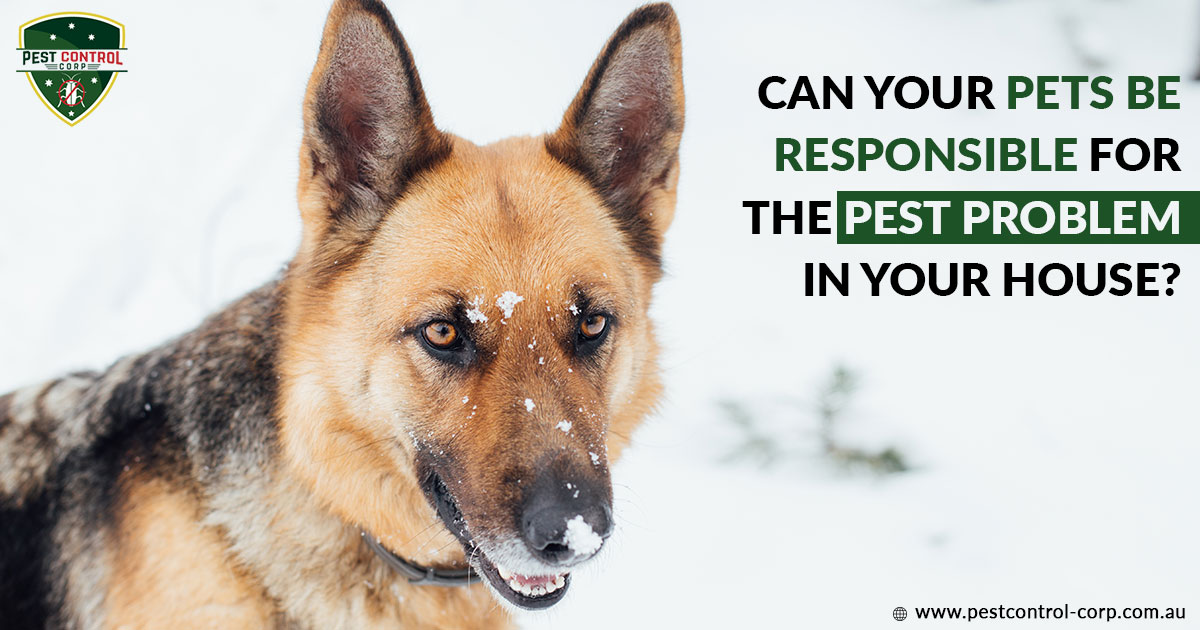 Can Your Pets Be Responsible for The Pest Problem In Your House? How and What Types of Pests Do They Bring?
