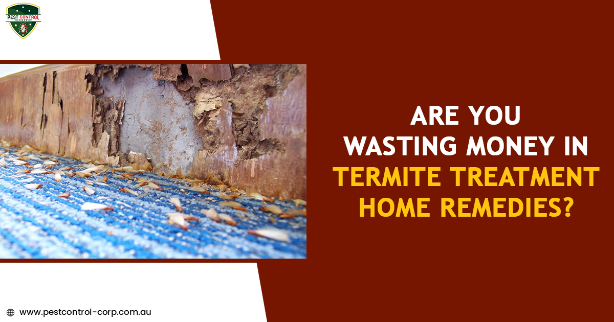 Are You Wasting Money in Termite Treatment Home Remedies?