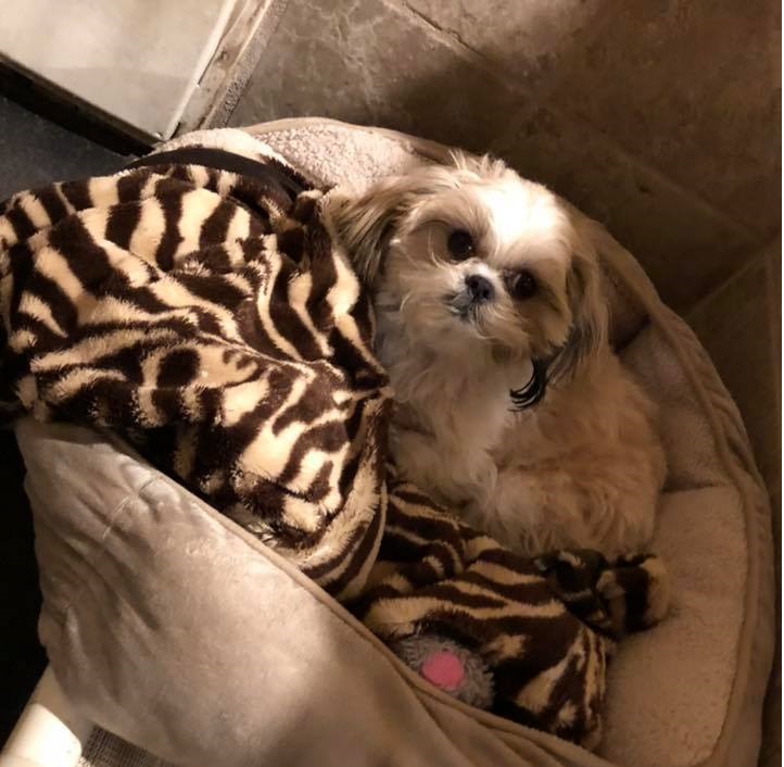 Pet Grooming Services in Montgomery, Texas