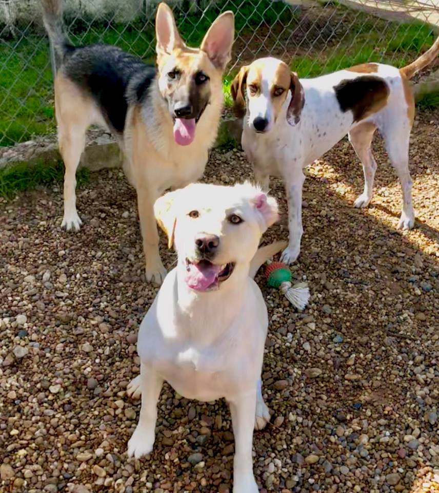 Vaccination Rabies Montgomery | The Barkly Pet Retreat & Spa