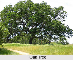 The Wisdom of the Ancients: Discovering Life Lessons from Oak Trees