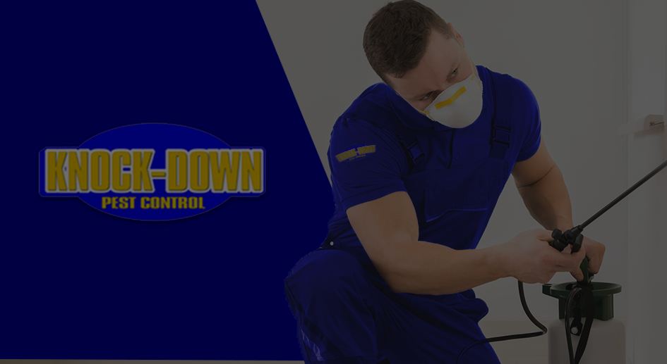 Methods for Pest Control in Sydney: Some Suggestions