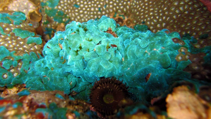 Marine Enzymes Market Size, Status, Growth | Industry Analysis Report 2022-2030