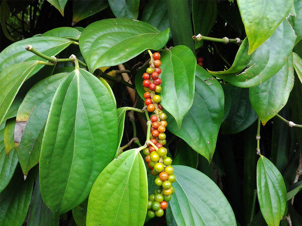 Piper Pepper Market Demand Analysis, Statistics, Industry Trends And Investment Opportunities To 2030