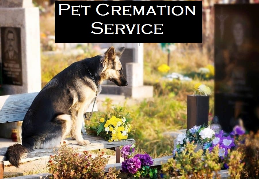 Pet Cremation Service Market Size, Share, Growth Opportunity & Global Forecast to 2030