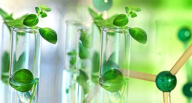Bio-Based Paraxylene Market Size, Share, Growth, Opportunities and Global Forecast to 2030