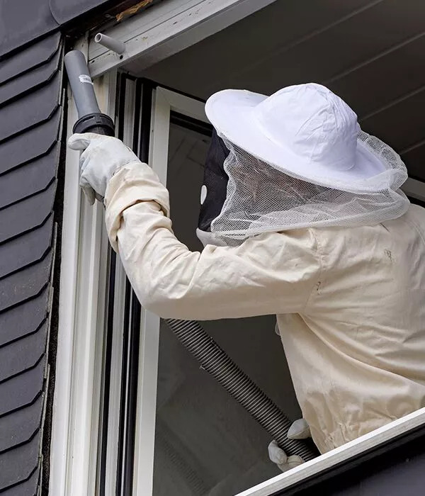 Professional Wasp Removal Services Melbourne