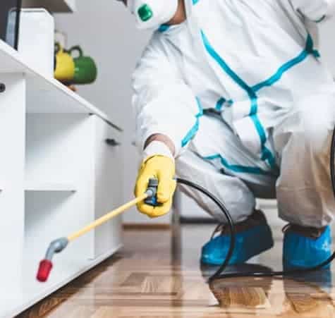 DIY Pest Control: Tips and Tricks for Handling Small Infestations
