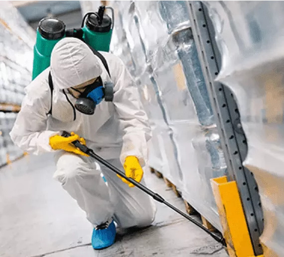 The Risks of Ignoring Pest Infestations in Your Home: Don't Let the Bugs Take Over