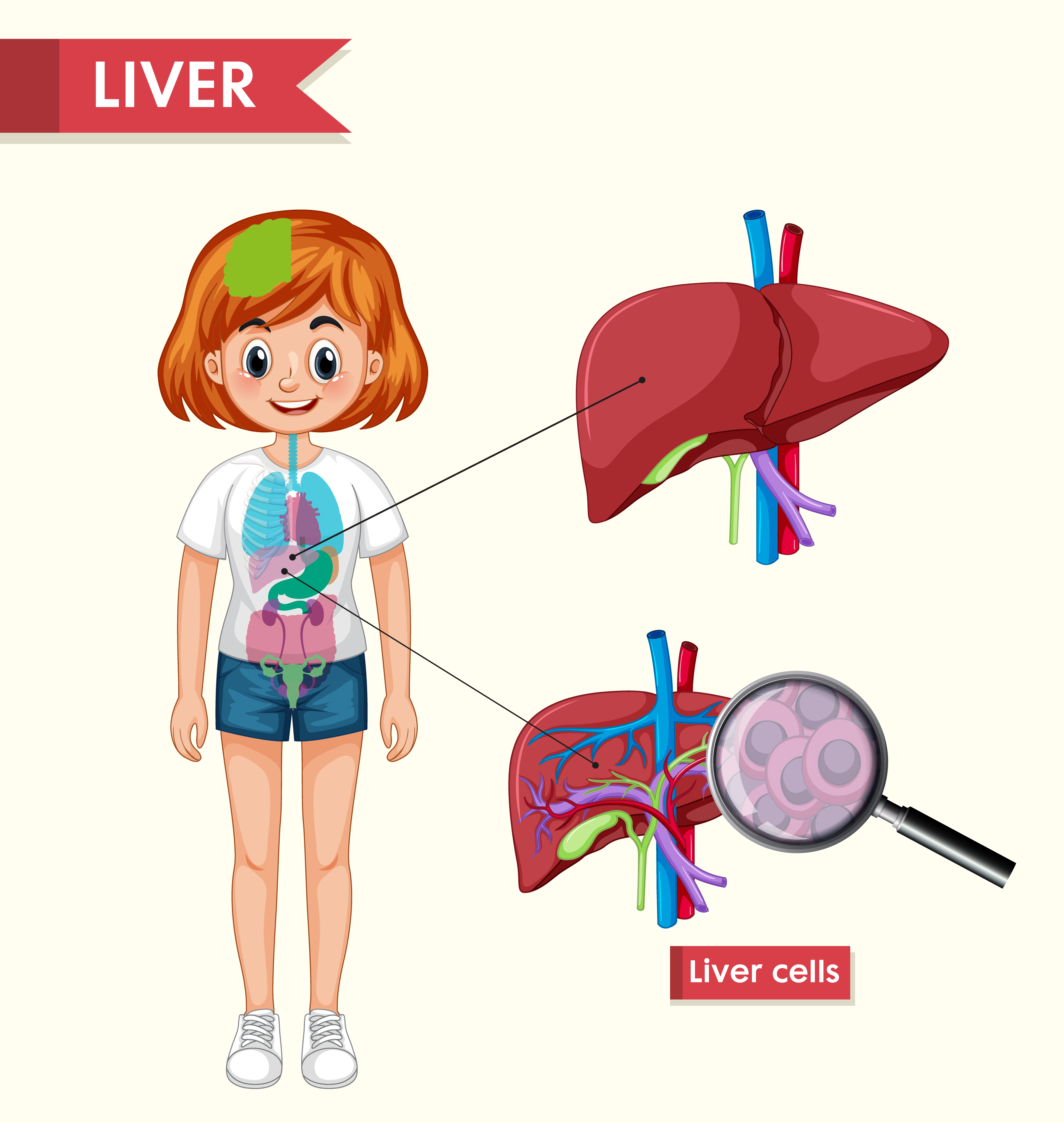 Liver Function in Children: Importance and Role in Overall Health