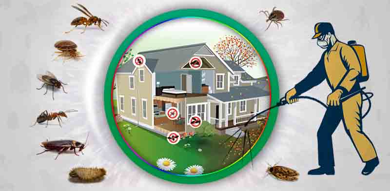 Say Goodbye to Pests with These Trusted Pest Control Providers near You